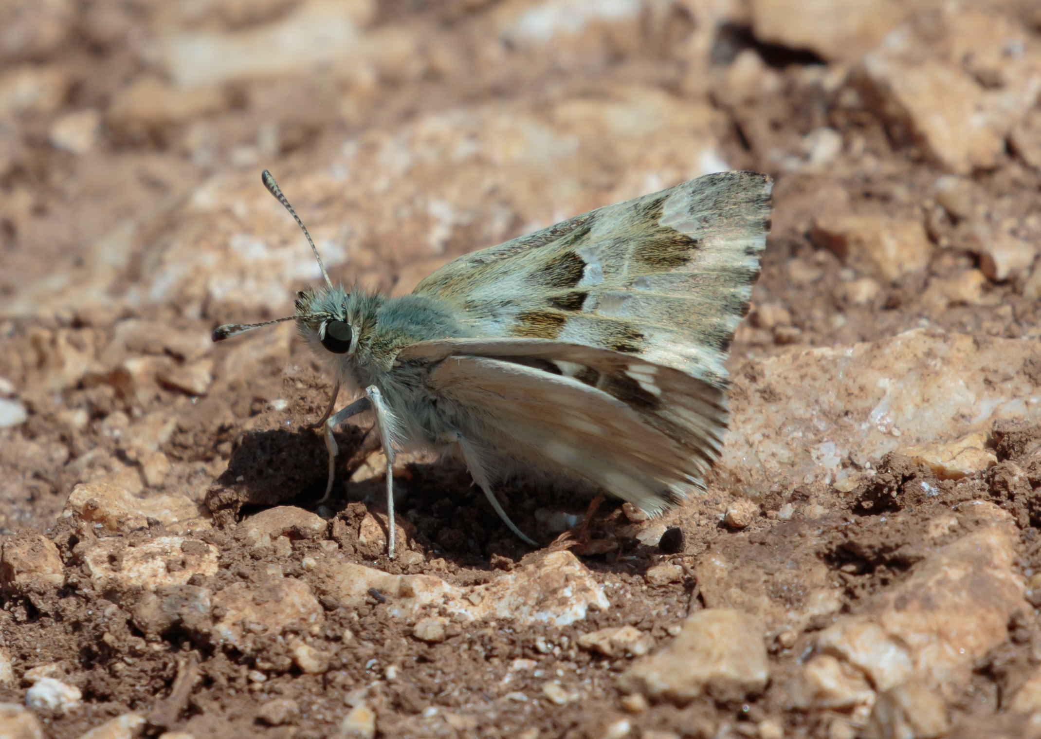 Miniature